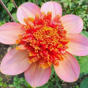 Totally Tangerine Dahlia