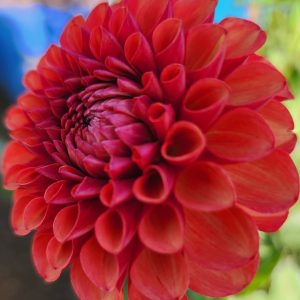 Valley Rust Bucket Dahlia