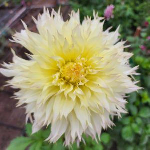 Citron Du Cap Dahlia