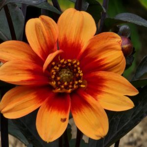 HS Date Dahlia