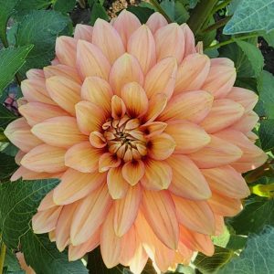 Nicholas Dahlia