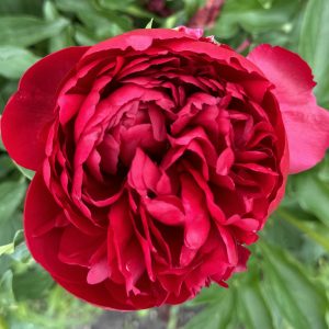 Christmas Velvet Herbaceous Peony