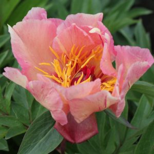 Sunshine Sensation Itoh Peony
