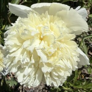 White Charm Herbaceous Peony