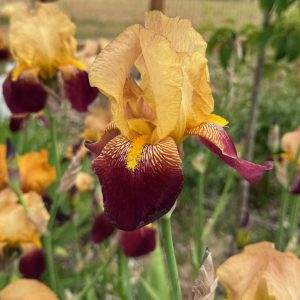 Frank Adam's Iris