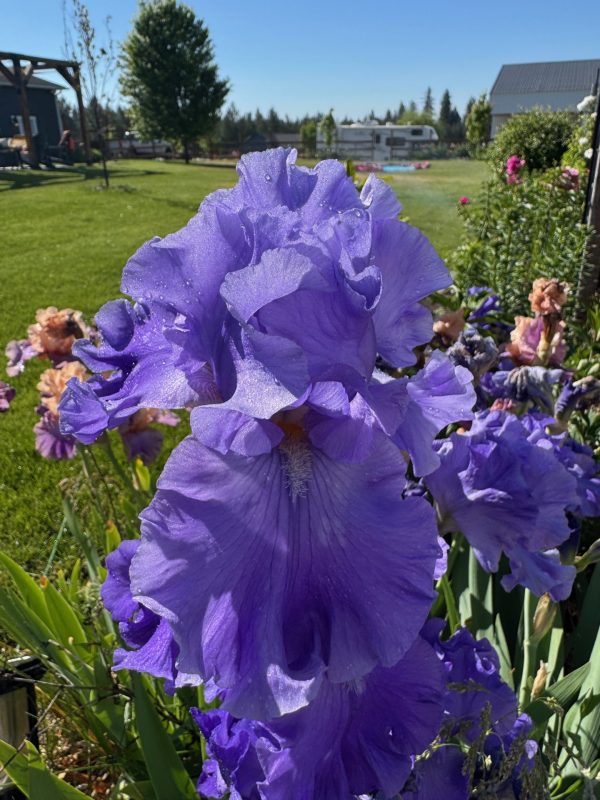 Home of the Blues Iris - Image 2