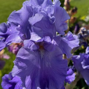 Home of the Blues Iris