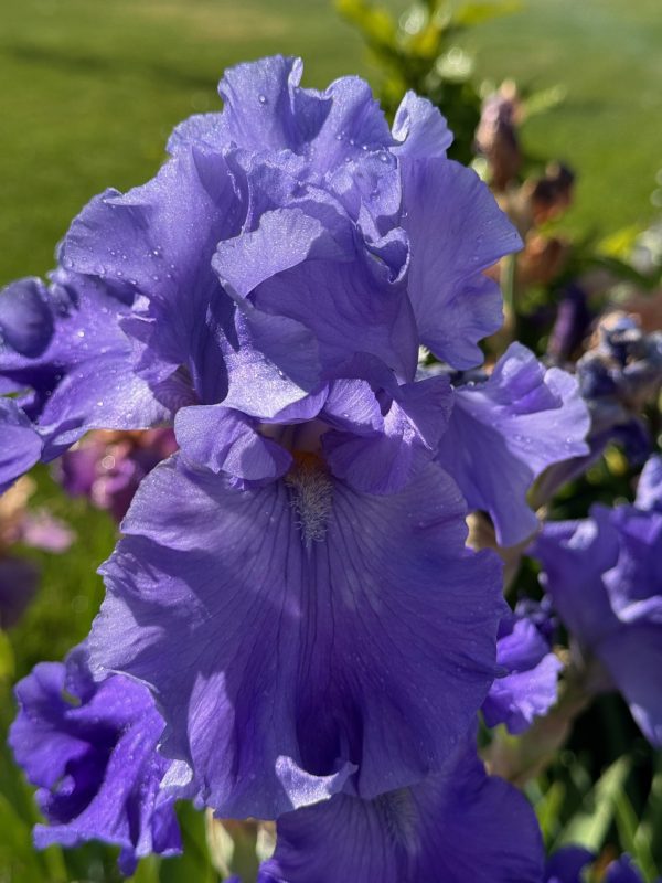 Home of the Blues Iris