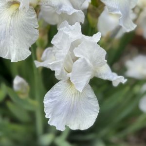 Immortality Iris