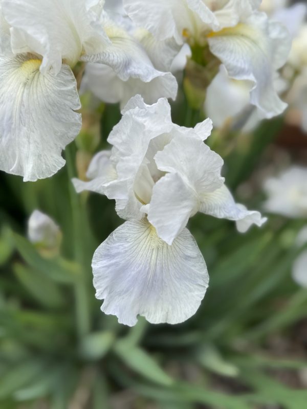 Immortality Iris