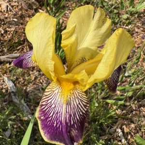 Loreley Iris