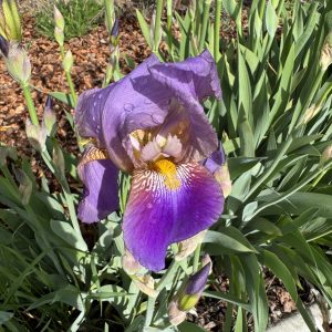 Old Fashioned Purple Iris