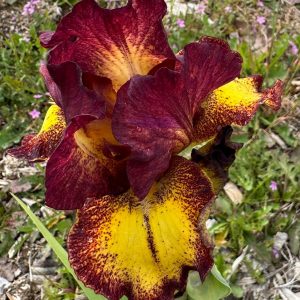 Red Hot Chili Iris