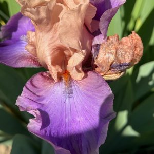 Tequila Sunrise Iris