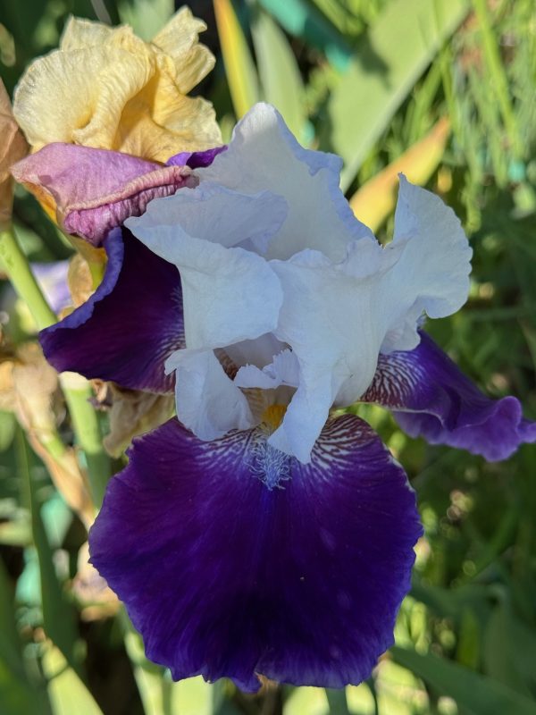 Wabash Iris - Image 2