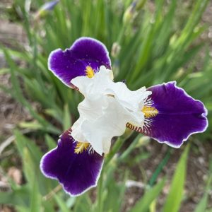 Wabash Iris