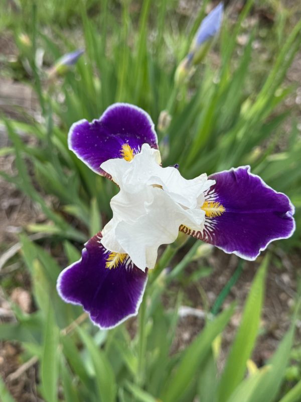 Wabash Iris