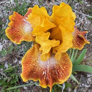 Yellow Brick Road Iris