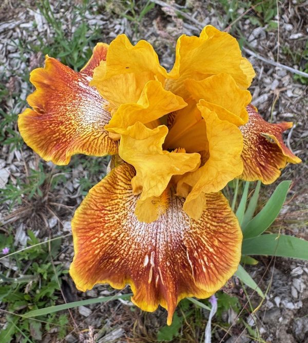Yellow Brick Road Iris