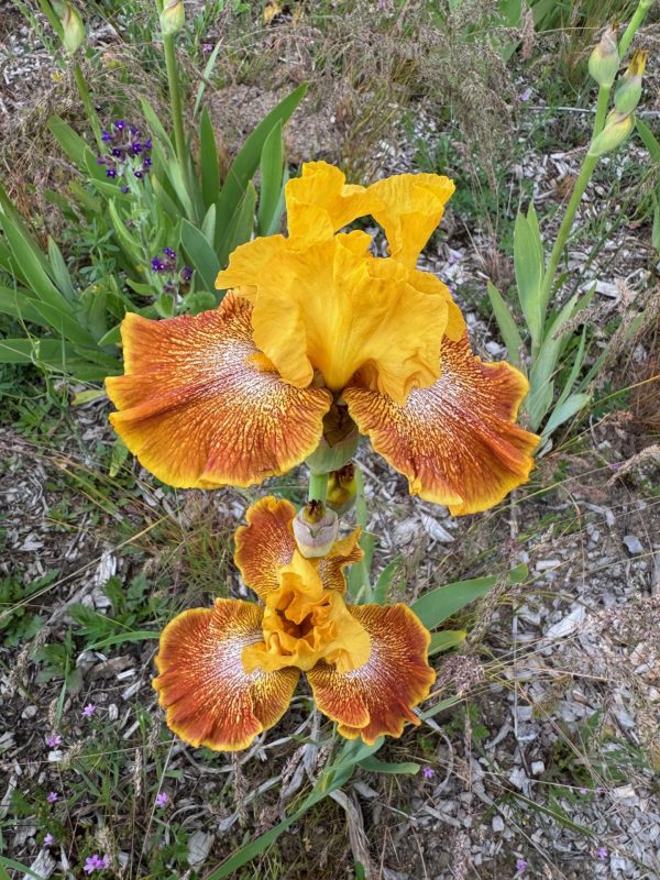 Yellow Brick Road Iris - Image 2