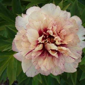 All that Jazz Itoh Peony