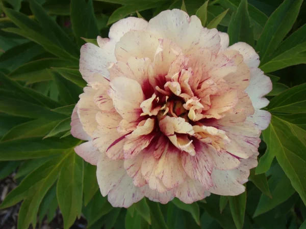 All that Jazz Itoh Peony