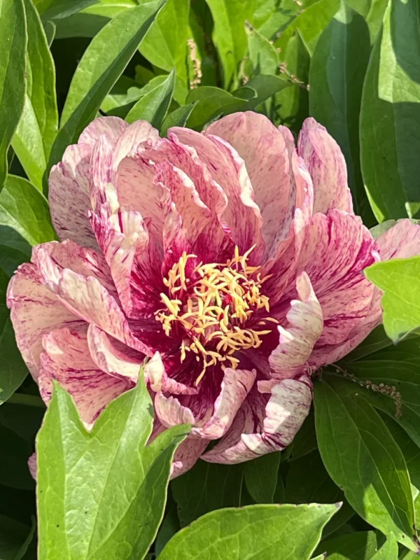 All that Jazz Itoh Peony - Image 3