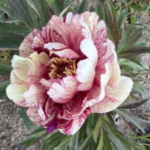 All that Jazz Itoh Peony