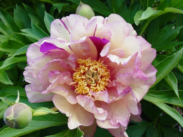 Blueberry Lemonade Itoh Peony - Image 2