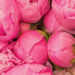 Peonies for Kids