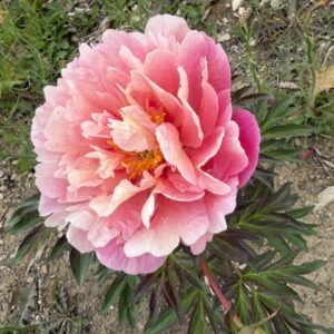 Sweet Treat Itoh Peony
