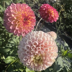Dahlia Clumps for Kids
