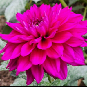 Ambition Dahlia