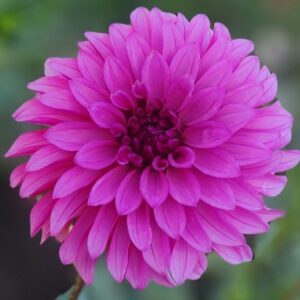 Bloomquist Pinwheel Dahlia