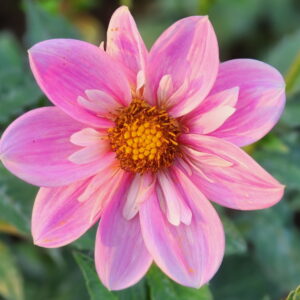 Bloomquist Kelly Ann F