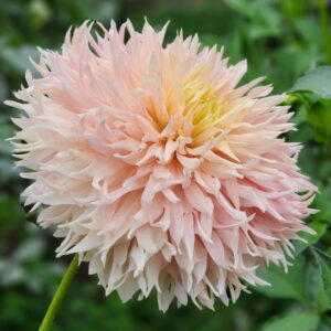 Hapet Champagne Dahlia