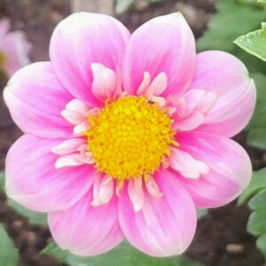 Hartenaas Dahlia