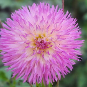 Lakeview Gertie Dahlia