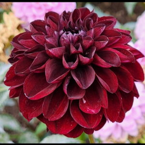Lights Out Dahlia