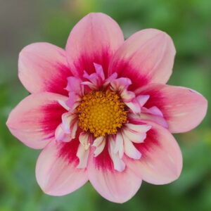 Rhubarb and Custard Dahlia