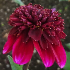 Rock Star Dahlia