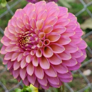 Skipley Spot of Gold Dahlia