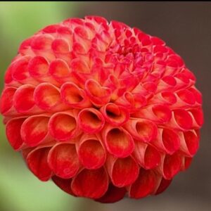 Stoneleigh Joyce Dahlia