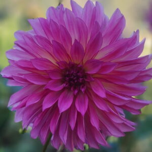 Vista Minnie Dahlia