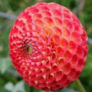 Winkie Lambrusco Dahlia