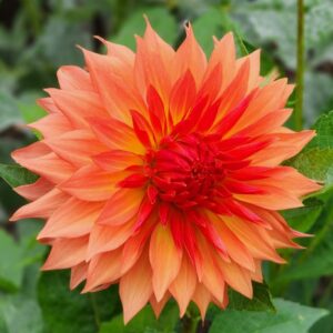 Woodlands Wildthing Dahlia