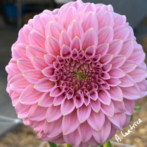 A. Leatrice Dahlia