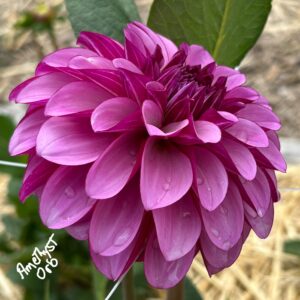 Amethyst Orb Dahlia