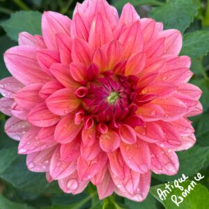 Antique Romance Dahlia