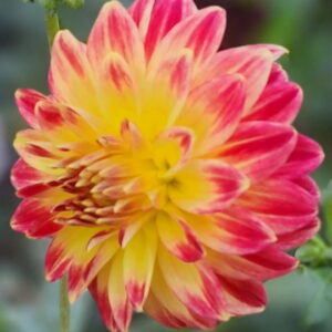 Bloomquist Rose Dahlia